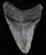 / Inch SC Megalodon Tooth #4592-2